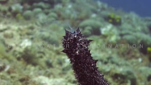 0910_sea cucumber spawning on reef close up