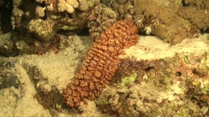 1864_Big sea cucumber on coral reef