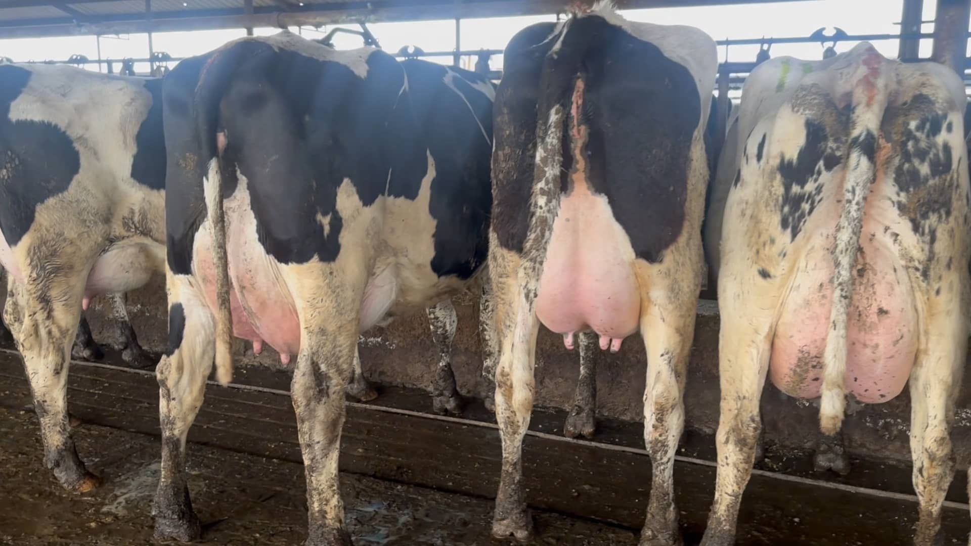 LOT 204 DOUBLE DIAMOND DAIRY on Vimeo