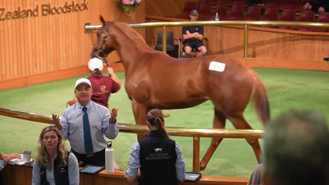 Karaka 2024 | Baker Family, Hallmark Stud