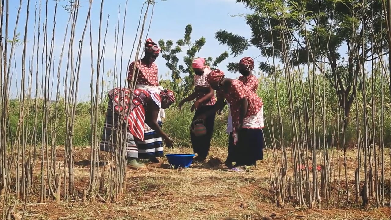 Climate Champions — Tree Aid