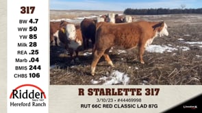 Lot #317 - R STARLETTE 317