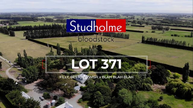 Lot 371