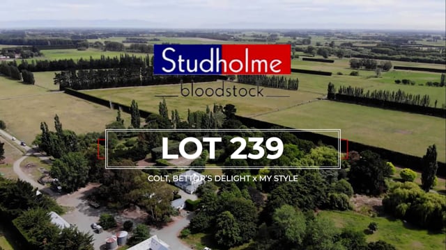Lot 239