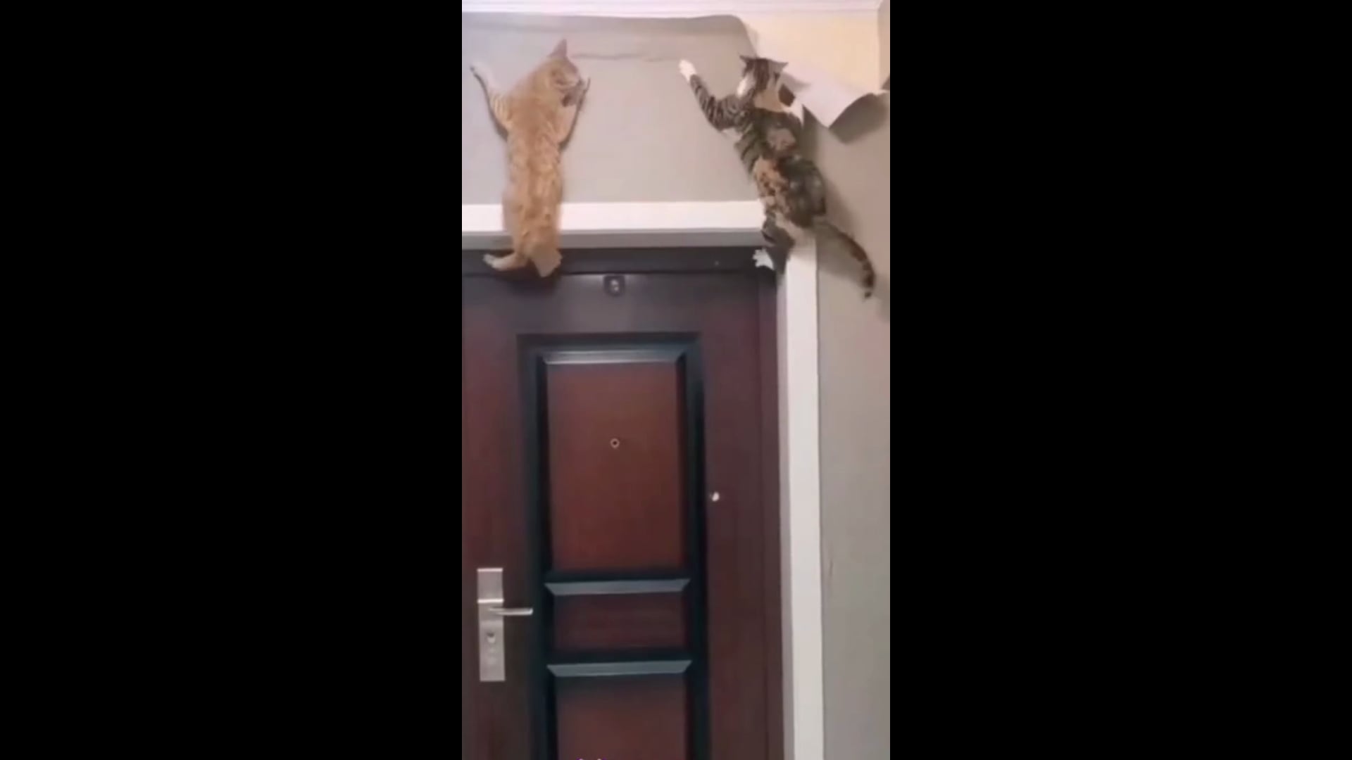 Αστεία ιογενή βίντεο με γάτες