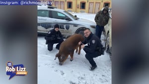 Escaped Pig Plays In Snow