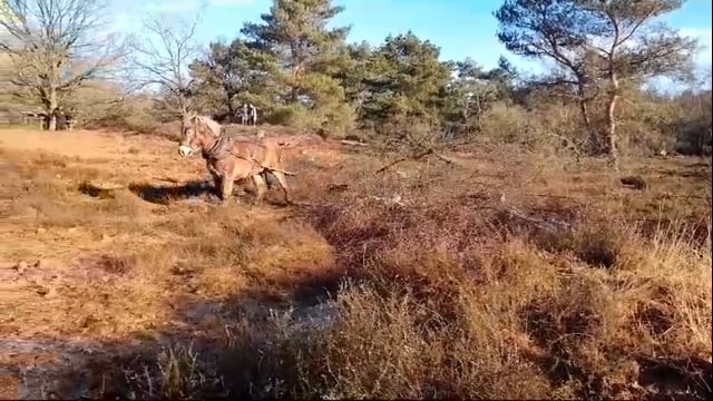 Natuurwerkdag Swolgenseheide 27 jan 2024