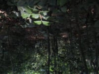 Daniel Steegmann Mangrané, <em>Teque-teque</em>, 2009/2010, video, 0'38