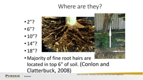 How Plants Work and ID Basics