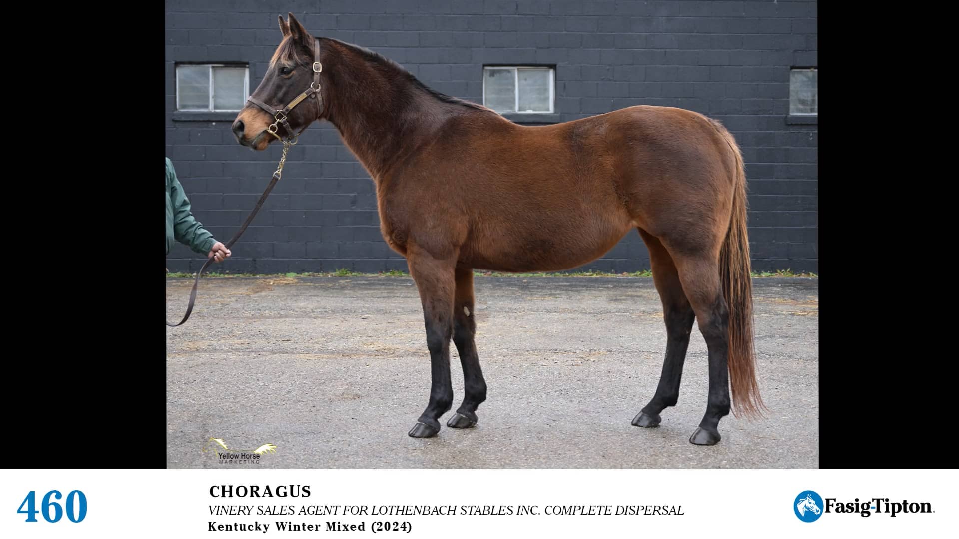 2024 FasigTipton Kentucky Winter Mixed Sale Hip 460 Choragus (in