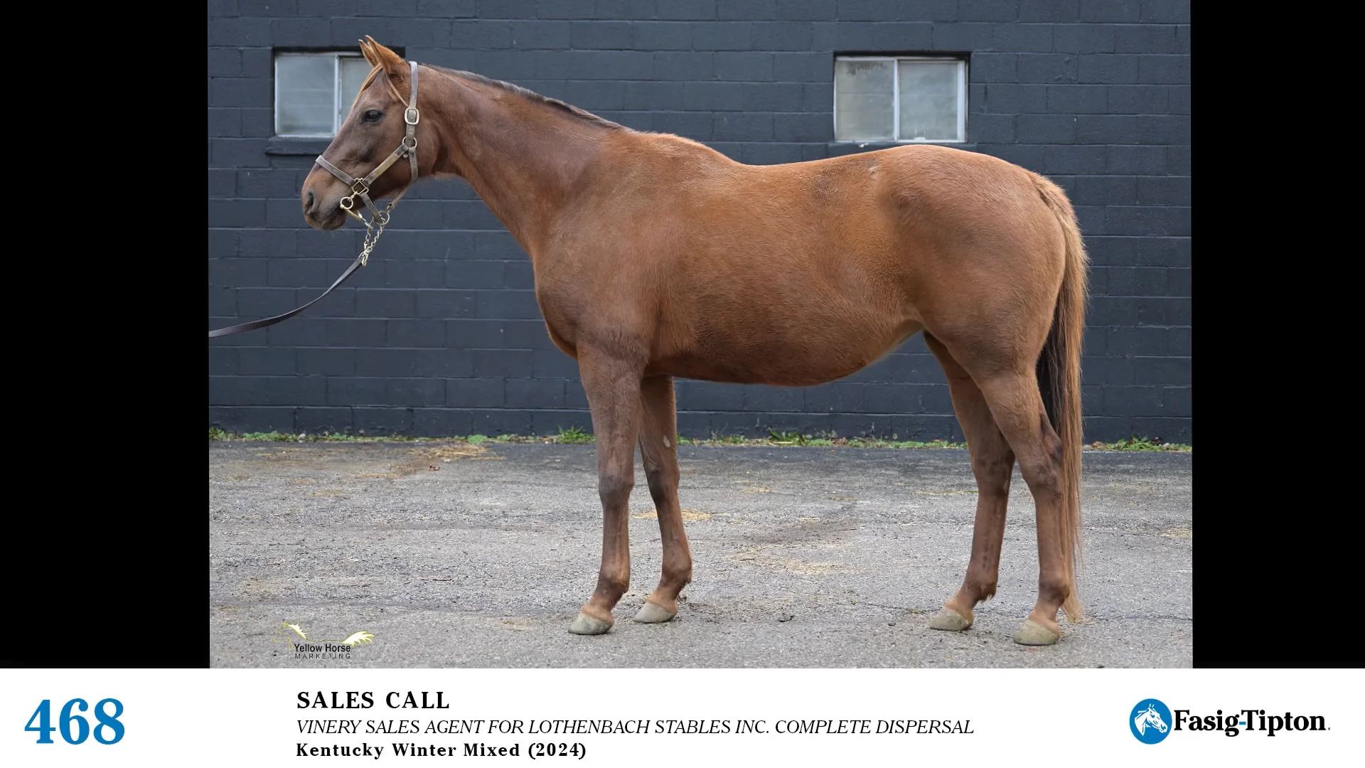 2024 FasigTipton Kentucky Winter Mixed Sale Hip 468 Sales Call (in