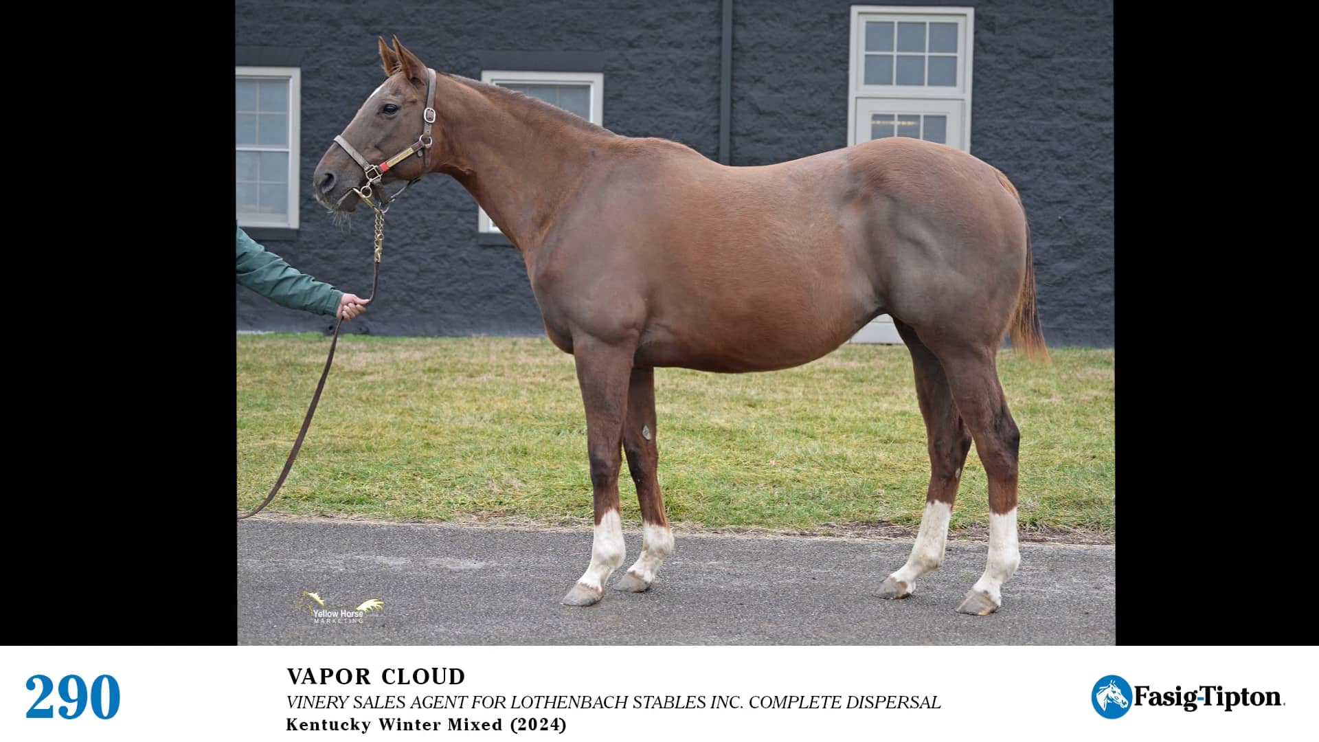 2024 FasigTipton Kentucky Winter Mixed Sale Hip 290 Vapor Cloud (in