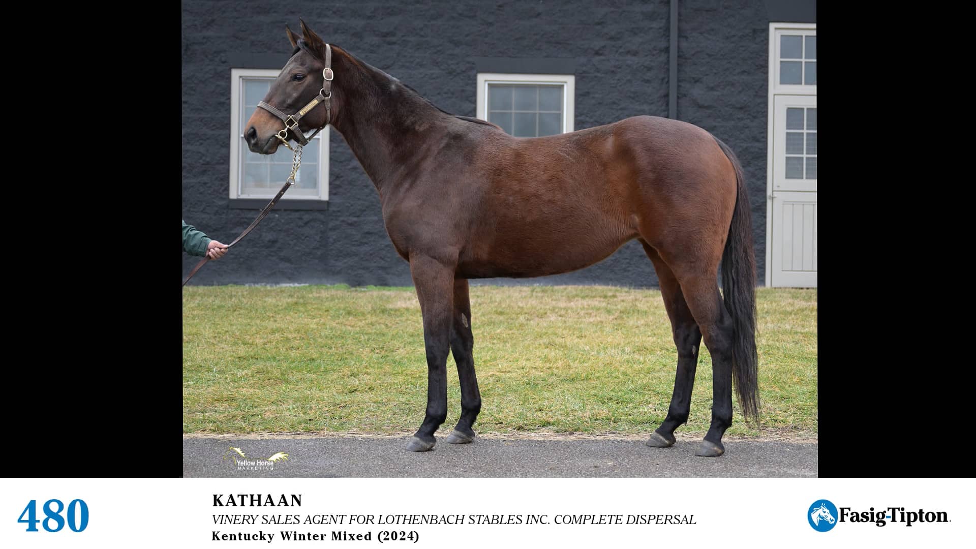 2024 FasigTipton Kentucky Winter Mixed Sale Hip 480 Kathaan on Vimeo