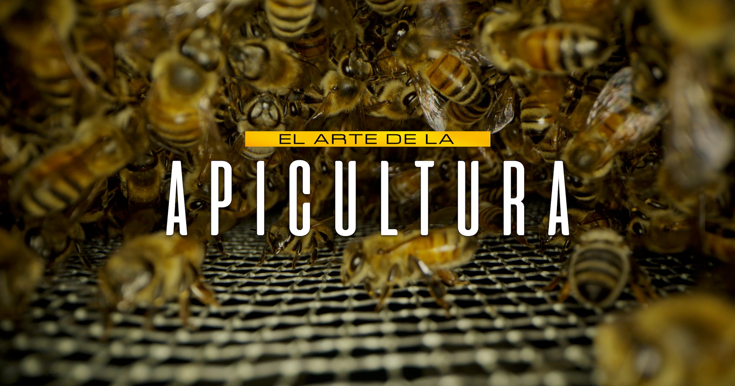 The art of beekeeping / El arte de la apicultura