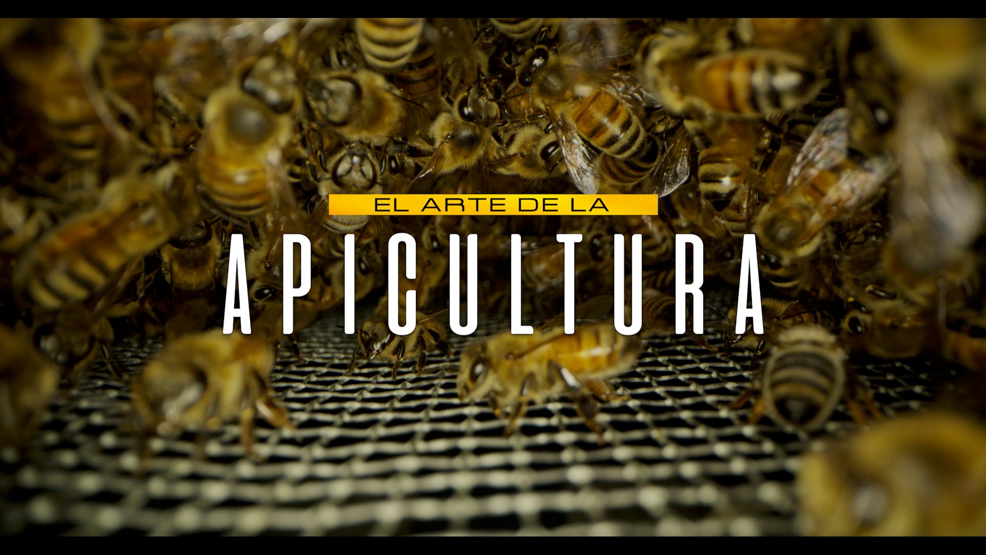 The art of beekeeping / El arte de la apicultura