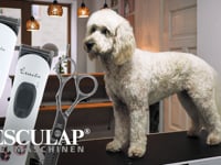 This is &amp;quot;Hundeschur mit Aesculap (Akkurata, Exacta, Scherenset)&amp;quot; by Albert Kerbl GmbH on Vimeo, the home for high quality videos and the people who love them.