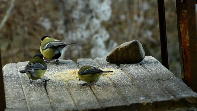 Vögel Bunt Picken Free video on Pixabay Pixabay