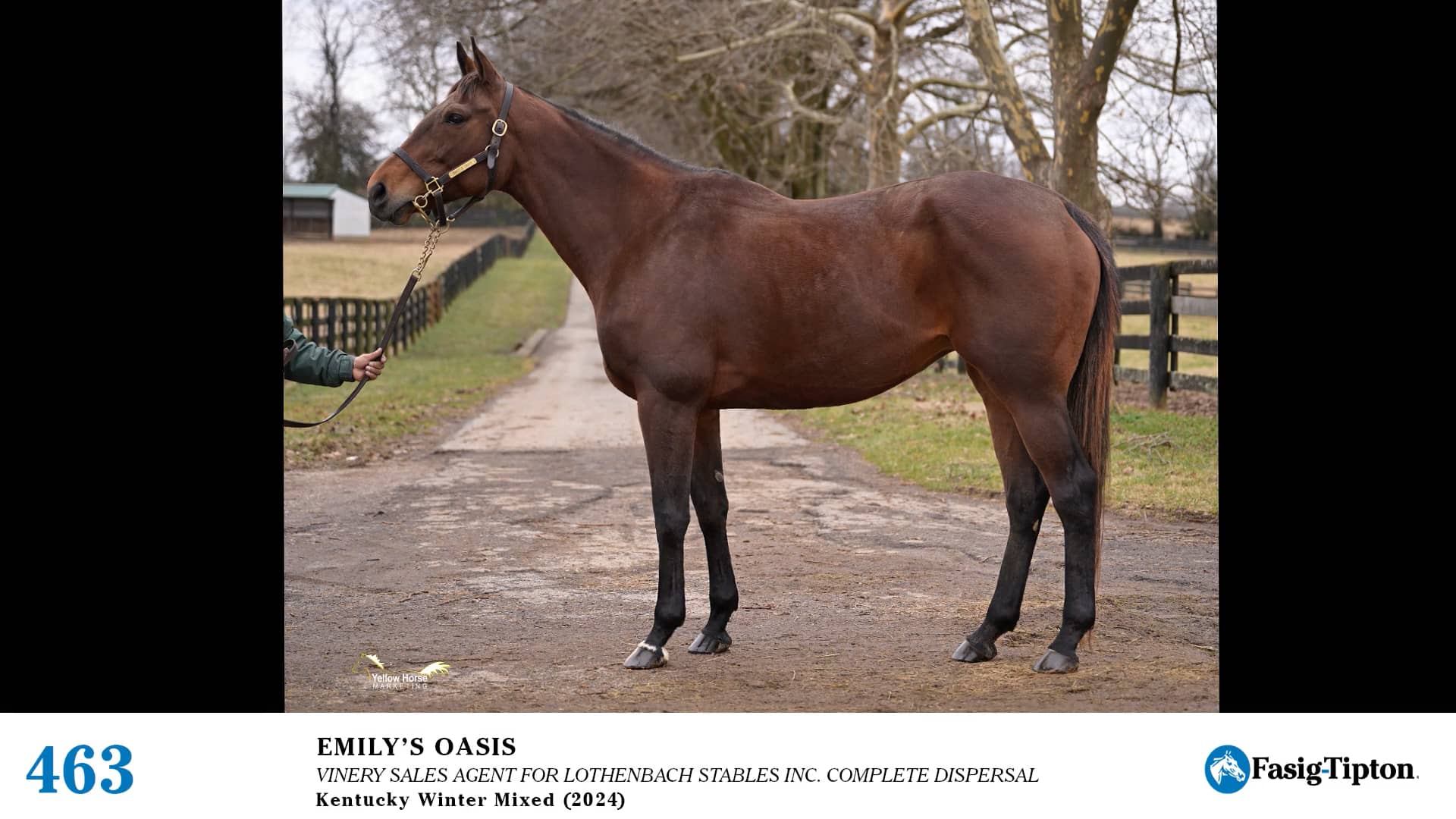 2024 FasigTipton Kentucky Winter Mixed Sale Hip 463 Emily's Oasis on