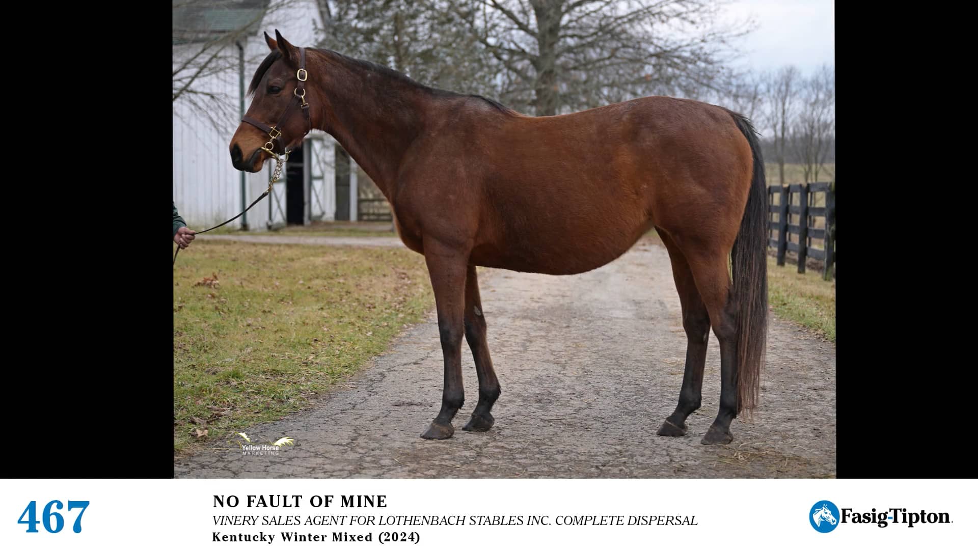2024 FasigTipton Kentucky Winter Mixed Sale Hip 467 No Fault of Mine