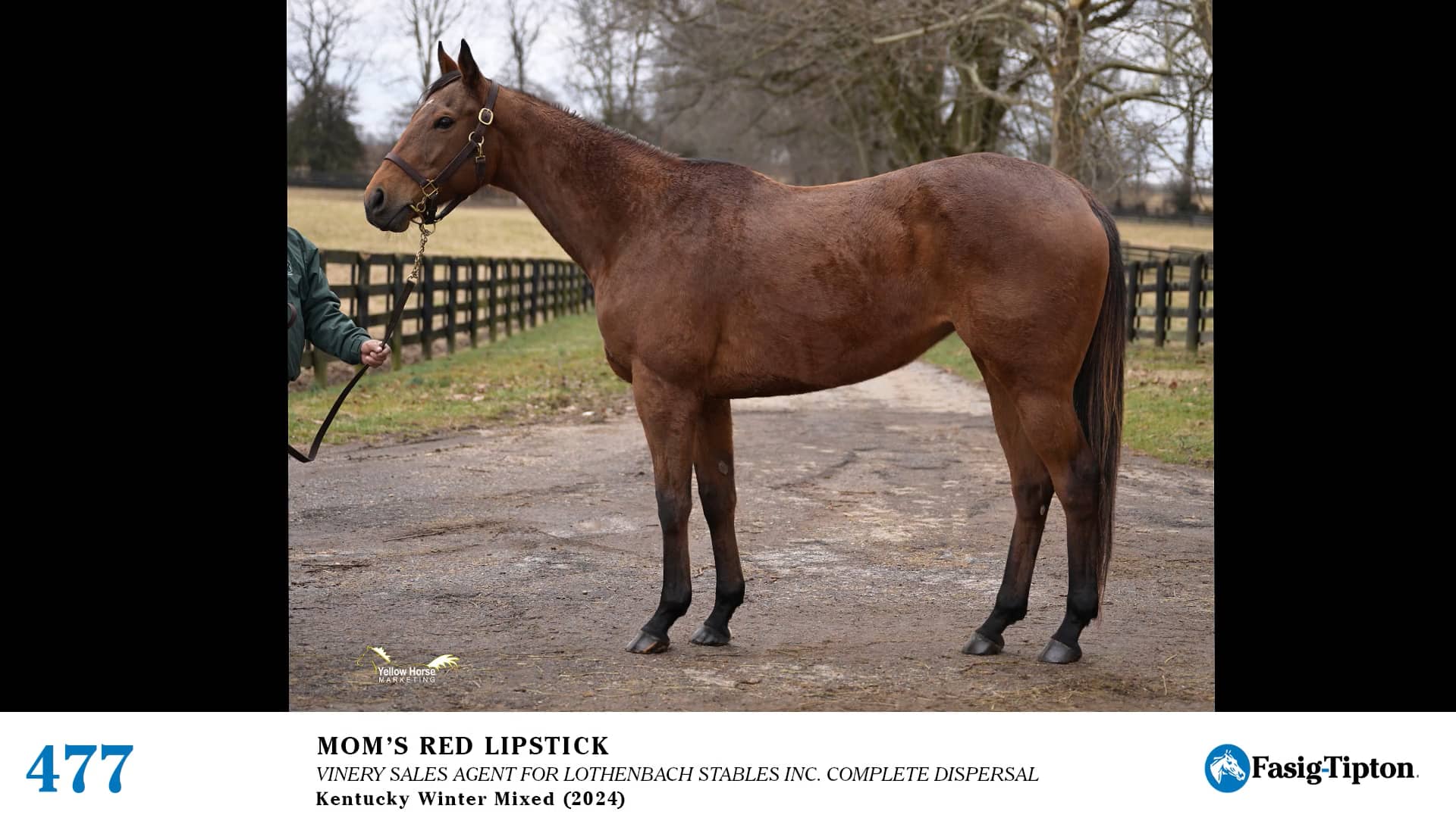 2024 FasigTipton Kentucky Winter Mixed Sale Hip 477 Mom's Red