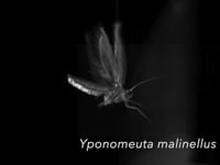 Newswise:Video Embedded mystery-of-moths-warning-sound-production-explained-in-new-study
