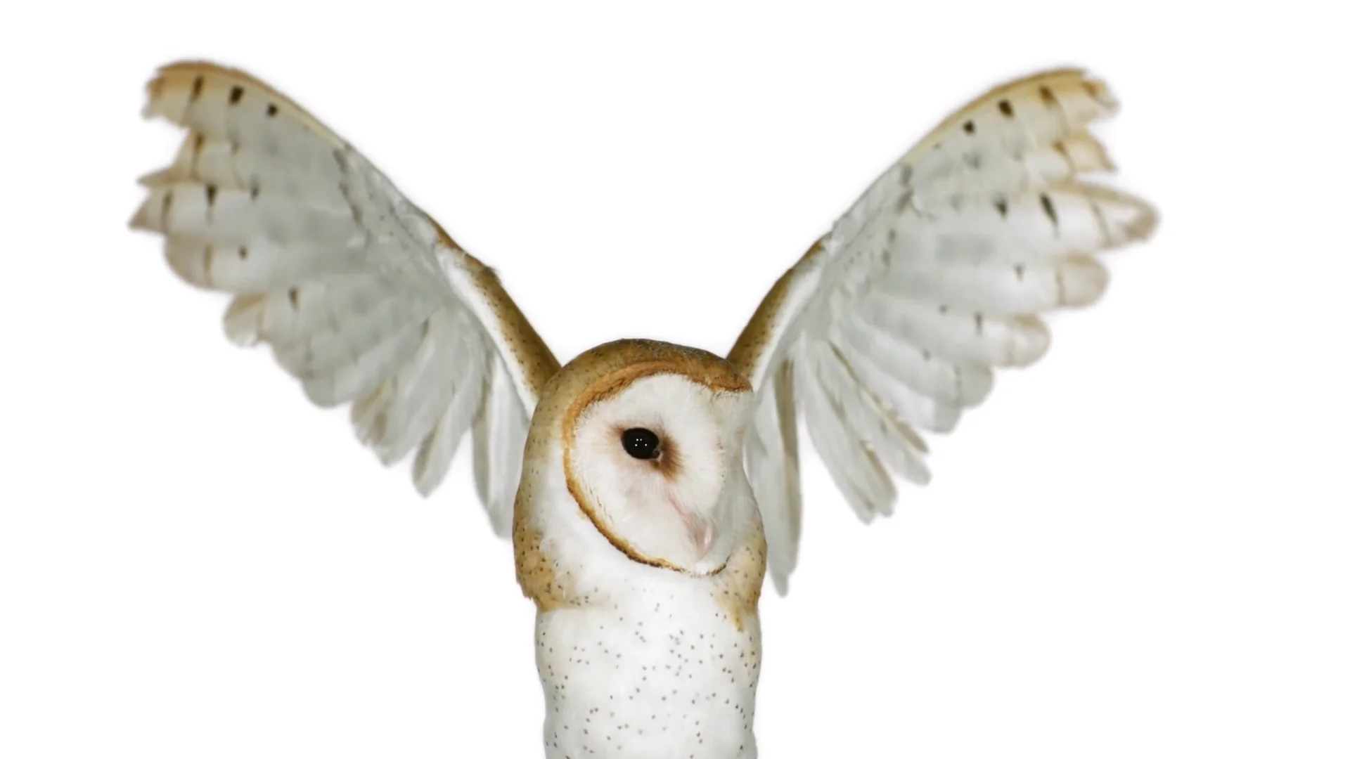 Bird - Andrew Zuckerman