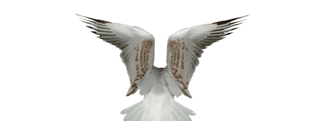 Flight