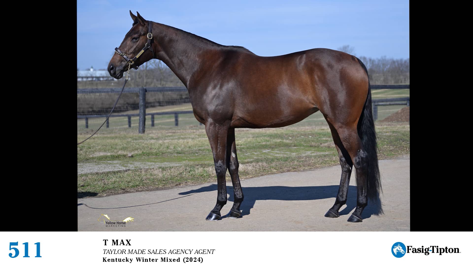 2024 FasigTipton Kentucky Winter Mixed Sale Hip 511 T Max on Vimeo