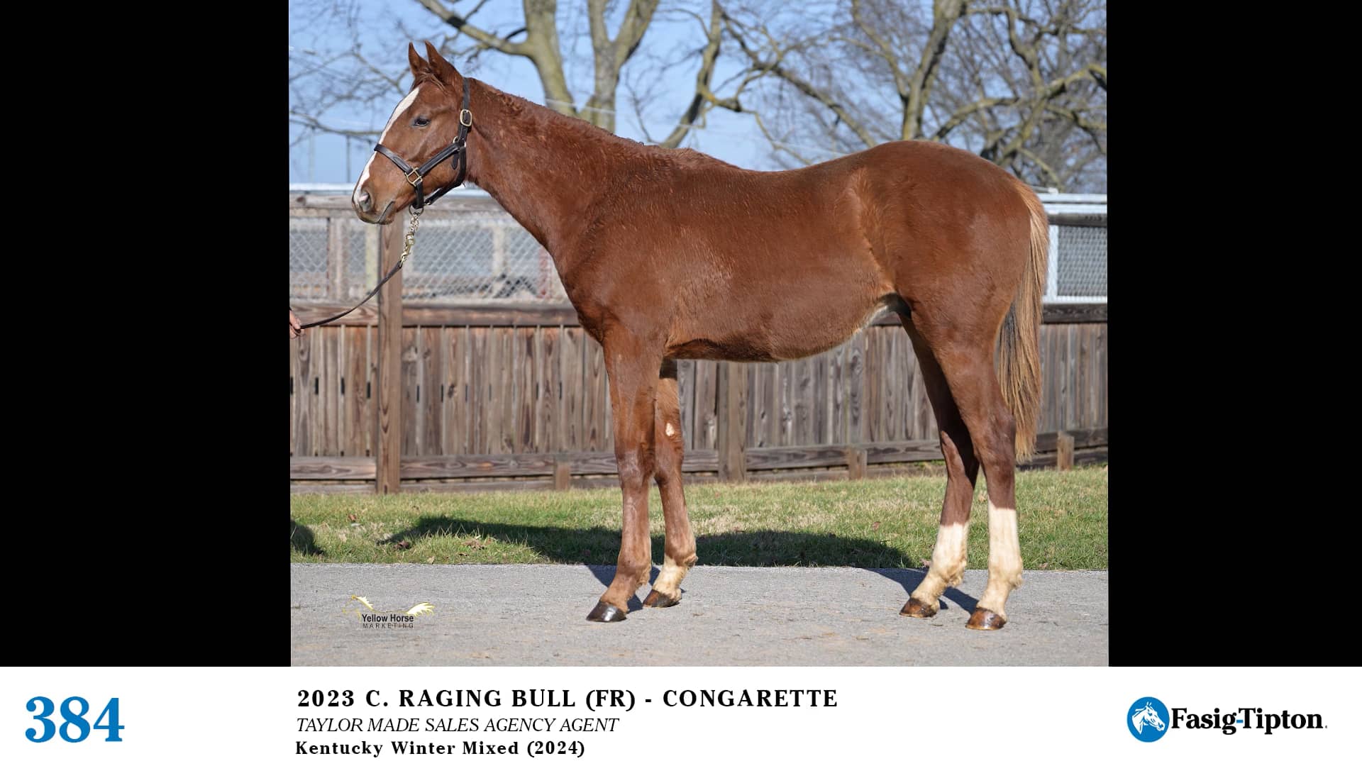 2024 FasigTipton Kentucky Winter Mixed Sale Hip 384 Raging Bull (FR