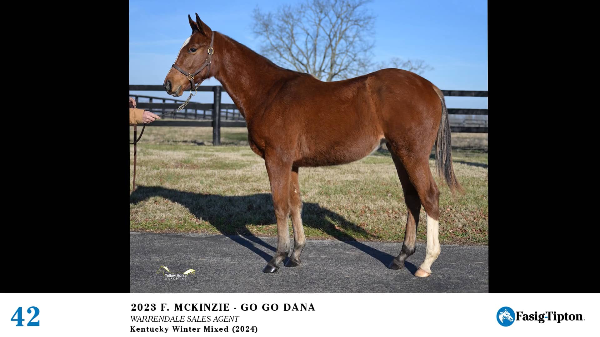 2024 FasigTipton Kentucky Winter Mixed Sale Hip 42 McKinzie x Go Go