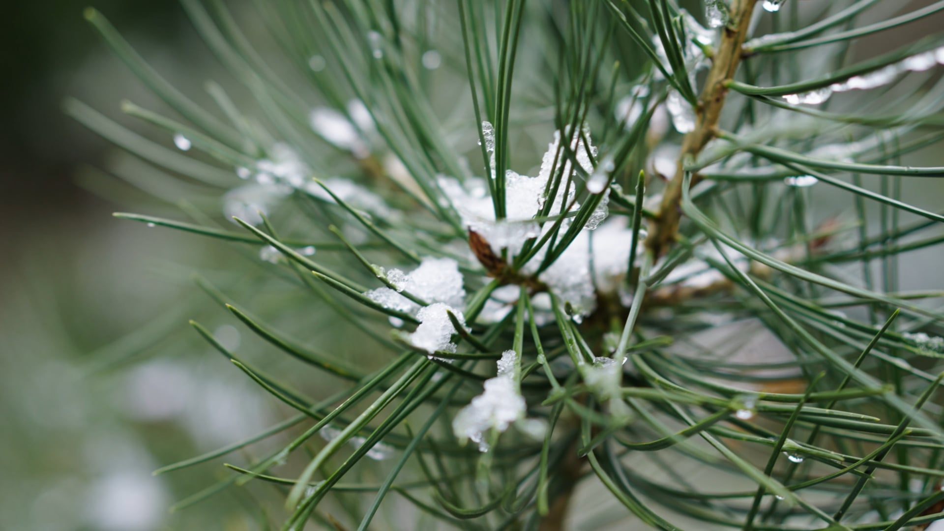 Arboretum Kalmthout - Toverhazelaars