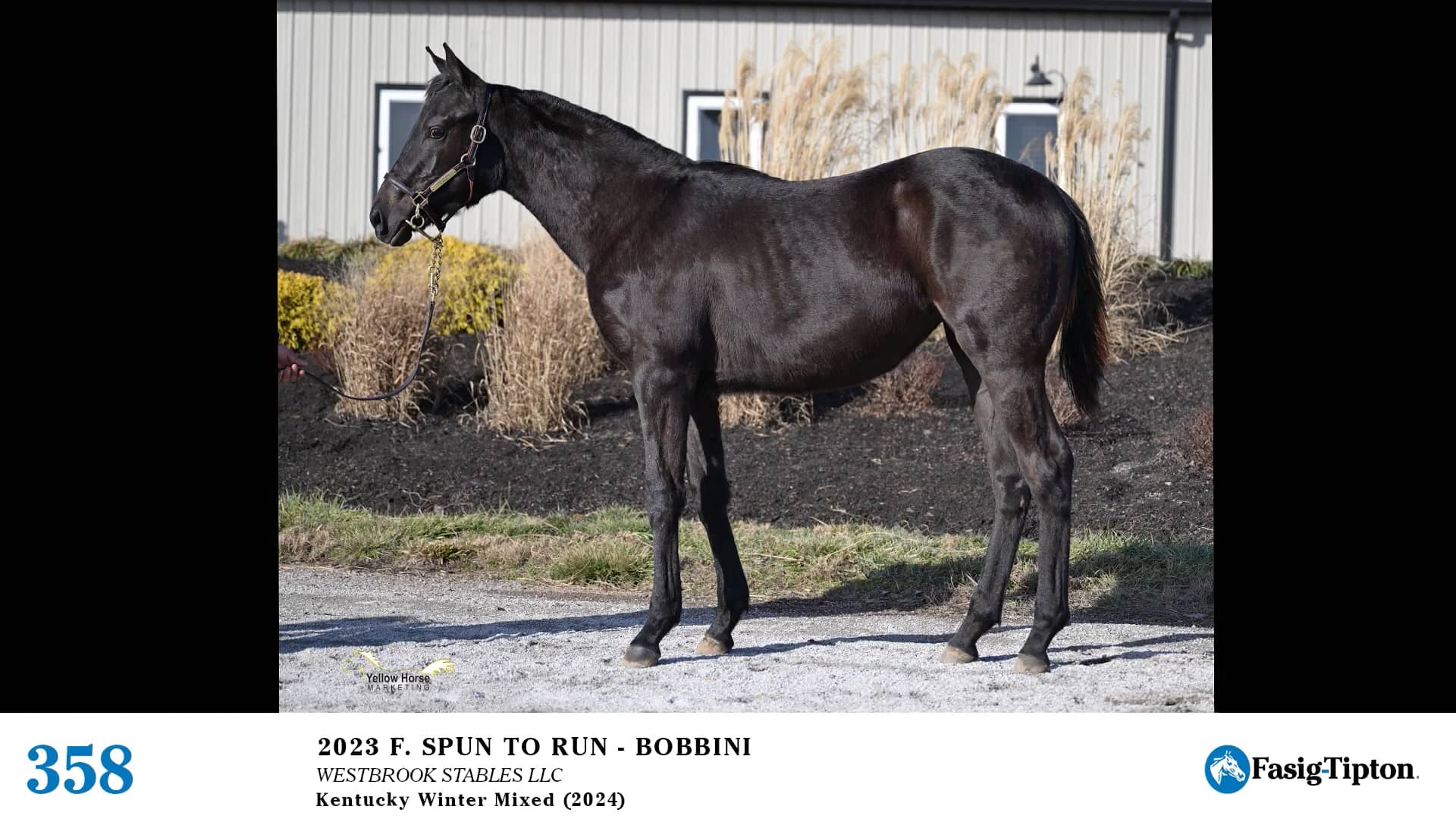 2024 FasigTipton Kentucky Winter Mixed Sale Hip 358 Spun to Run x