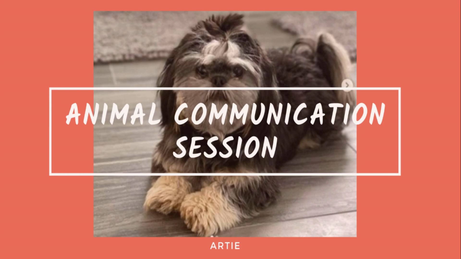 Animal Communication session with Artie