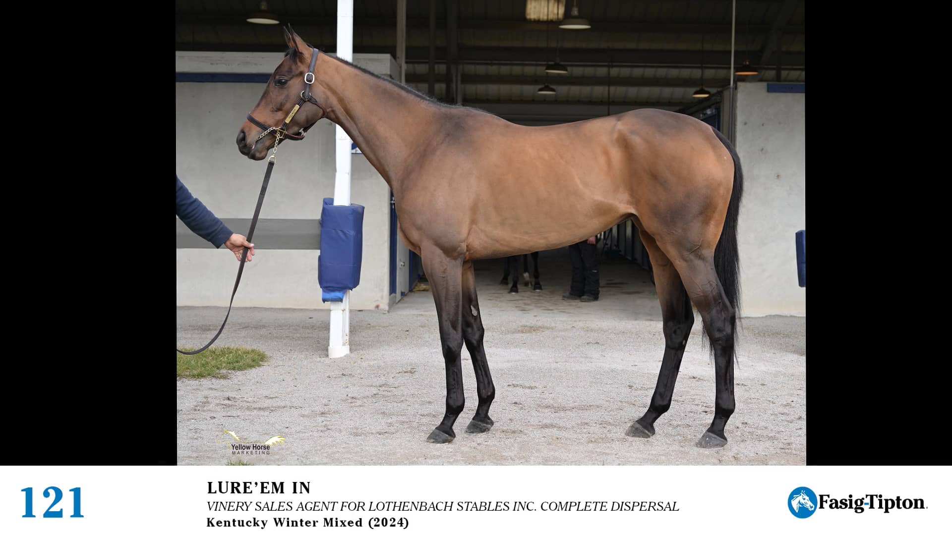 2024 FasigTipton Kentucky Winter Mixed Sale Hip 121 Lure 'Em In on Vimeo