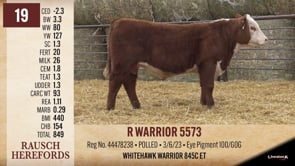 Lot #19 - R WARRIOR 5573