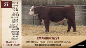 Lot #37 - R WARRIOR 6223