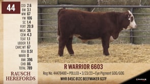 Lot #44 - R WARRIOR 6603