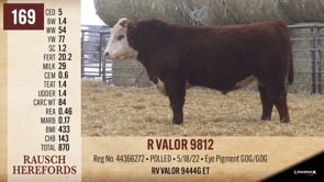 Lot #169 - R VALOR 9812
