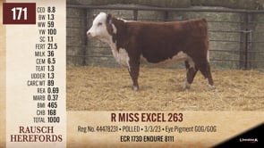 Lot #171 - R MISS EXCEL 263