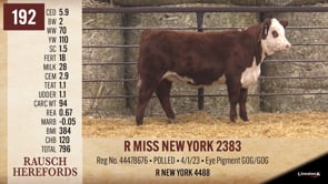 Lot #192 - R MISS NEW YORK 2383
