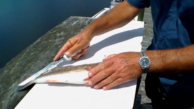 How to Fillet Redfish and Sea Trout