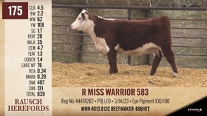 Lot #175 - R MISS WARRIOR 583