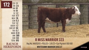 Lot #172 - R MISS WARRIOR 323