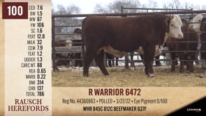 Lot #100 - R WARRIOR 6472