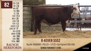 Lot #82 - R 4EVER 5552