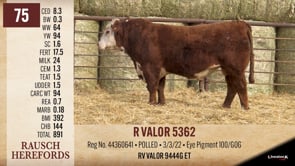 Lot #75 - R VALOR 5362