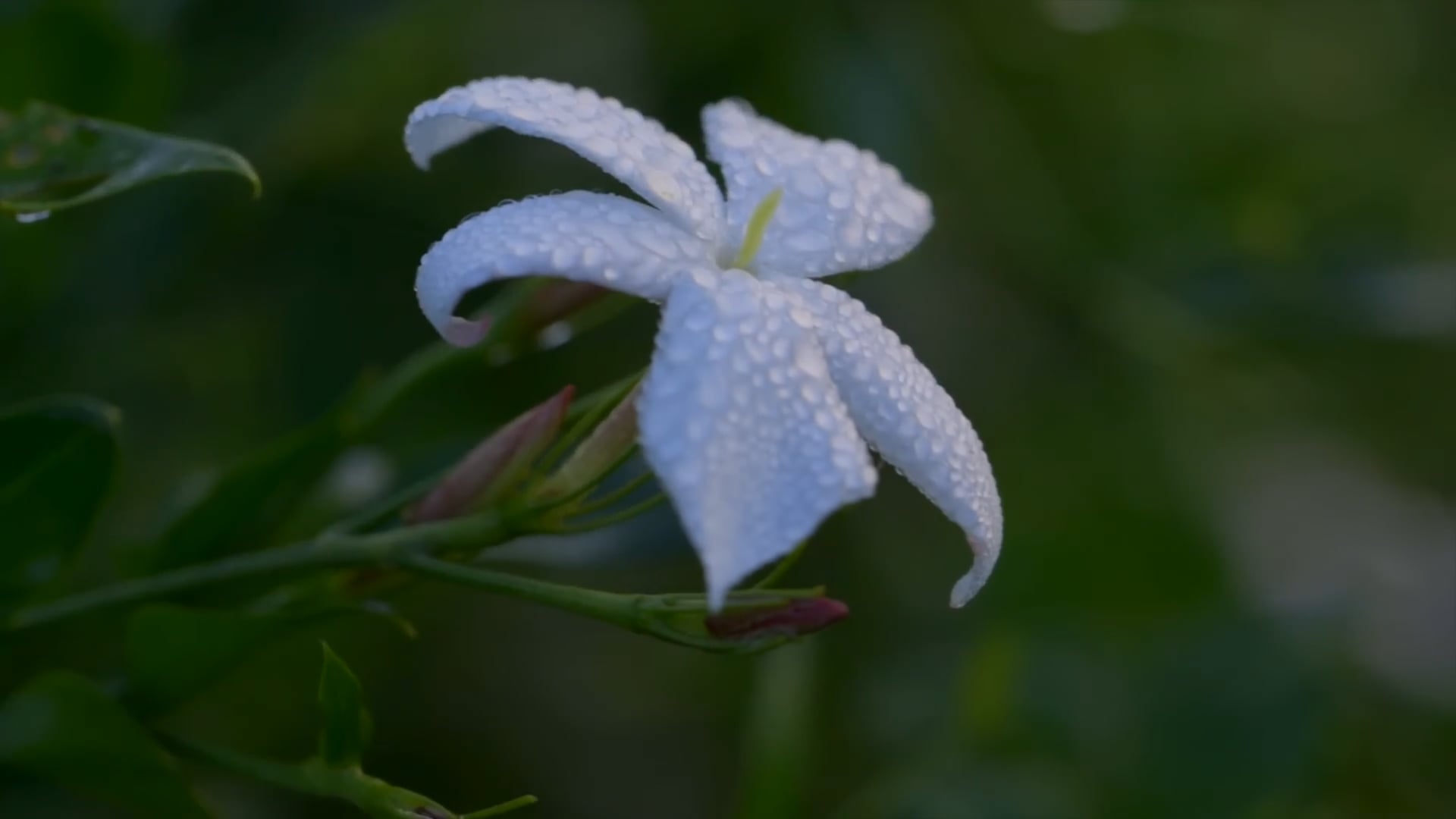 doTERRA_ Pursue What's Pure