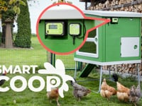 Zu den Produkten: https://www.kerbl.com/de/hobbyfarming/huehnerhaltung/smartcoop  Gesunde H&amp;uuml;hner sind gl&amp;uuml;ckliche H&amp;uuml;hner! SmartCoop macht&amp;acute;s m&amp;ouml;glich.&amp;hellip;