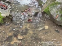 Teaching from the Songs of the Creek!