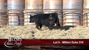 Lot #5 - MILLARS DUKE 316